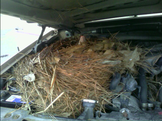 Illustration for article titled Adventures With Wildlife: Surprise Underhood Opossum Nest